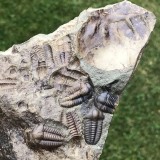 Ellipsocephalus hoffi